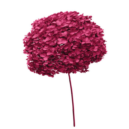 ΑΠΟΞΗΡΑΜΕΝA ΚΛΑΔΙΑ ΦΟΥΞ ΟΡΤΑΝΣΙΑ ΜΑΤΣΟ ~1-2τμχ - Υ55cm 20/ΚΙΒ